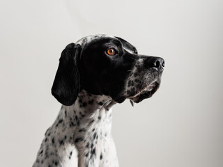 Dog Studio Portrait On The White Background