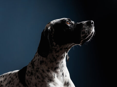 Dog Studio Portrait On The Blue Background