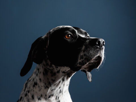 Close Up Dog Portrait On The Blue Background