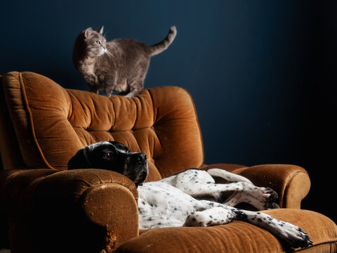 A Cat And A Dog Lying Together In The Armchair