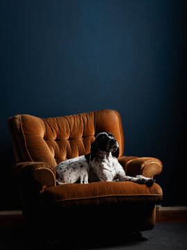 Portrait Of A Dog Lying In The Old  Armchair 