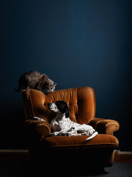A Cat And A Dog Sitting Together In The Armchair