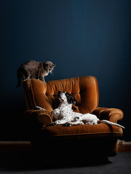 A Dog Layig In The Armchair And Looking At The Cat