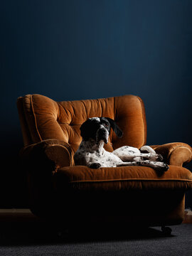 Portrait Of A Dog Lying In The Armchair And  Loking At The Camera