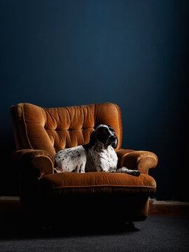 Portrait Of A Dog Lying In The Armchair At Home
