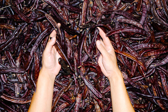 man grabs some ripe carob pods freshly harvested