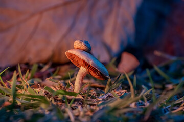 A mushroom is sitting on top of a leaf