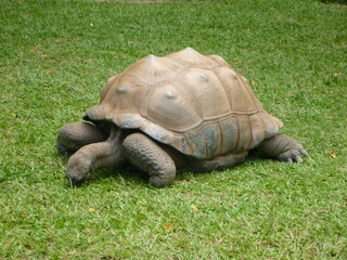 Fototapeta premium Giant tortoise resting on the grass, eating grass