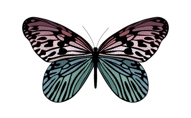 Colorful butterfly a vector illustration