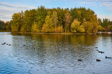 An island overgrown with trees on a pond in an autumn city park. Autumn city landscape. 