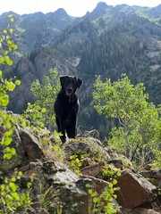 Naklejka premium A black Labrador Retriever stands on a rocky outcrop with a scenic mountain backdrop. 