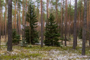winter forest landscape after heavy snowfall
