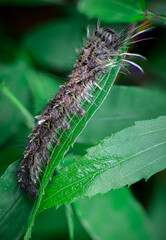 Macro photo caterpillar on a leaf