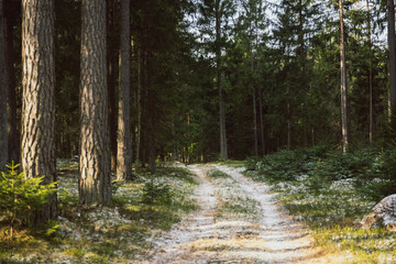winter forest landscape after heavy snowfall
