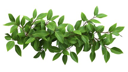 Obraz premium Jungle foliage plant bush floral arrangement nature isolated on a white background