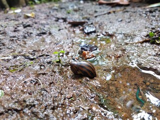 Snail on the ground