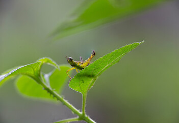 Macro bug on a leaf