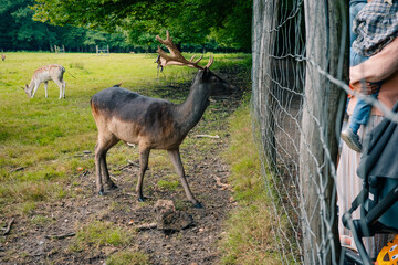 Deer in a Field by a Fence with People Watching from the Other Side