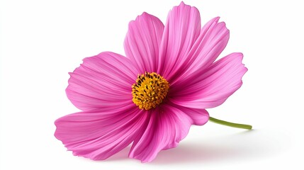 Single Pink Cosmos Flower with Yellow Center Isolated on White Background