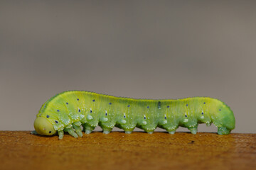 Green caterpillar on a wooden surface