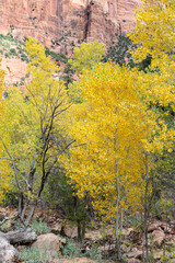 Fototapeta premium Beautiful Cottonwood trees along Pine Creek at Zion.