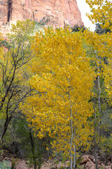 Beautiful Cottonwood trees along Pine Creek at Zion.