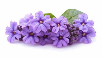 Obraz premium Close-up of a Cluster of Delicate Lavender Flowers with Green Leaves