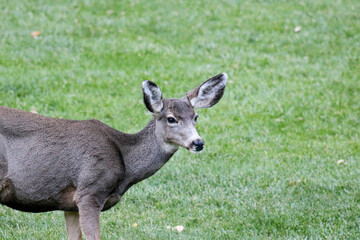 Mule deer on the lodge grounds at Zion National Park.
