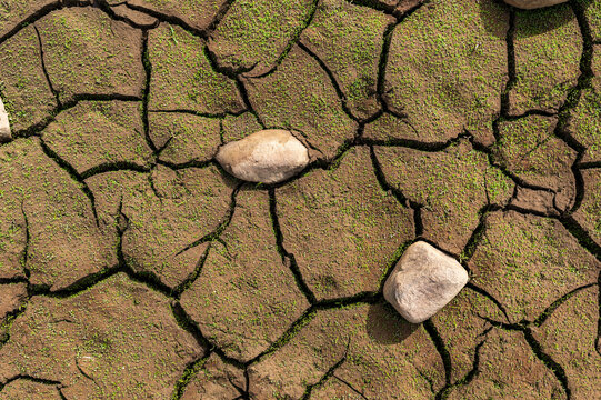 Cracked Earth, Emerging Greenery