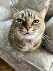 Obraz premium Whiskers