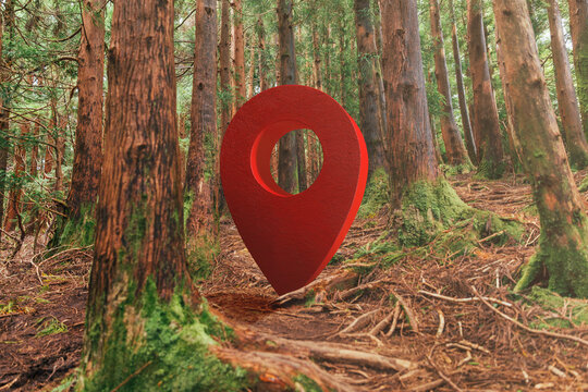 GPS point amid towering trees in a serene forest setting