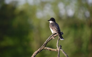 Kingfisher on branch