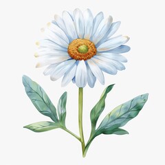 Minimalistic Watercolor White Daisy with Green Leaves - Hand Drawn Vector Illustration