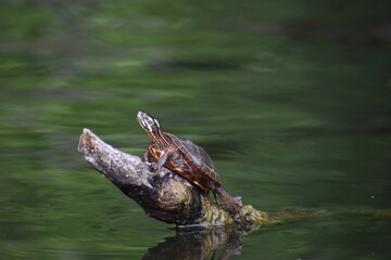 Turtle on log