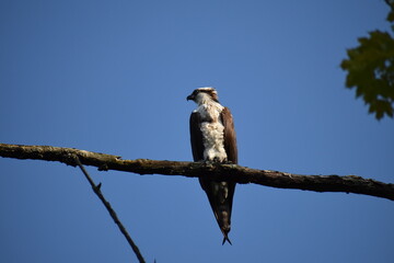 Osprey in tree
