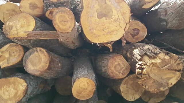 Firewood, felled trees, logs and pruned branches stacked