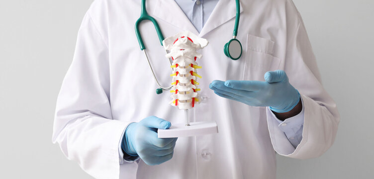 Male doctor showing spine model on grey background
