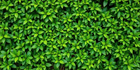 Obraz premium Lush green foliage creating a vibrant and natural backdrop, nature, sustainable