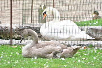 CISNE