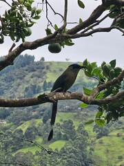 Birds of Colombia