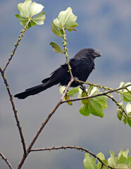 Birds of Colombia