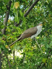 Birds of Colombia
