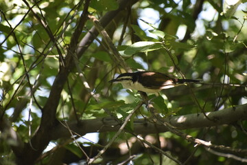 Birds of Colombia