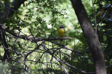 Birds of Colombia