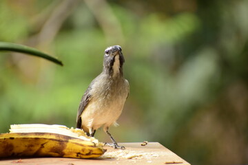 Birds of Colombia