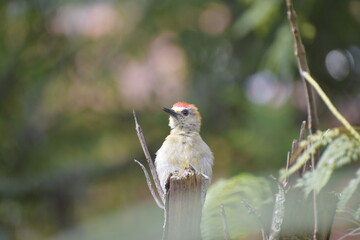 Birds of Colombia