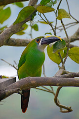 Birds of Colombia Tulipan esmeralda