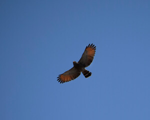 Birds of Colombia vigilant