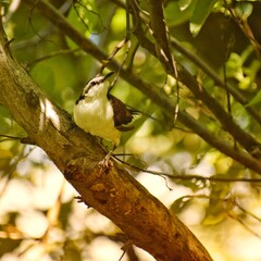 Birds of Colombia