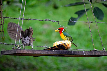 Birds of Colombia colorful baby bird